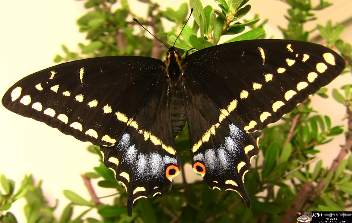 Papilio indra Swallowtail on plant freshly emerged